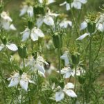 black-cumin-seed-oil-1