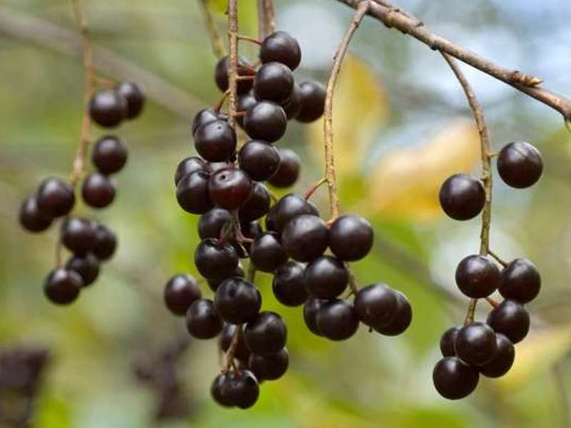 aronia juice from aronia aka chokeberries